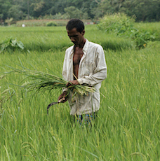 Farmer watering her crops